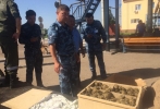 контрабанда черепах